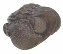 Wide Enrolled Eldredgeops Trilobite - Silica Shale #42227-3